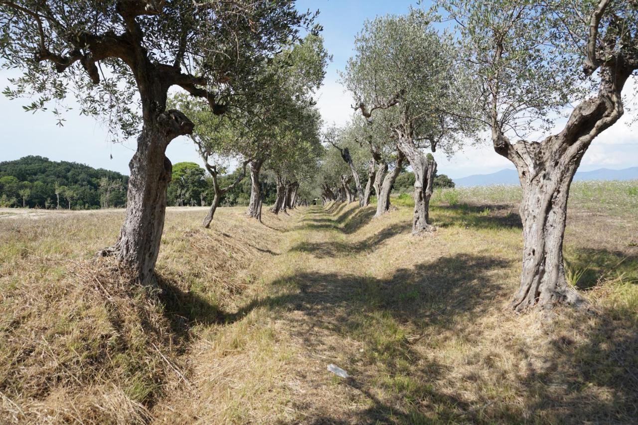 Agriturismo Cheloni Guasticce Екстер'єр фото