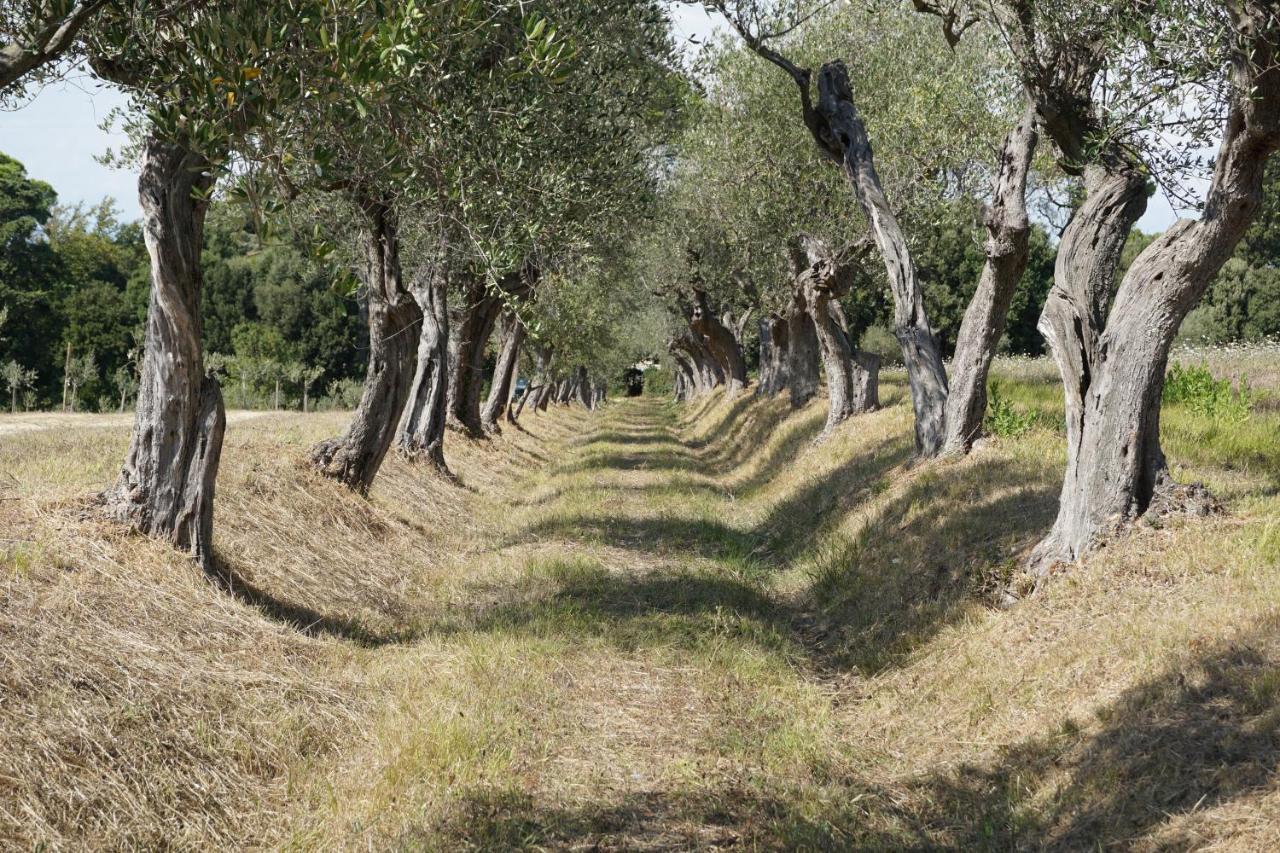 Agriturismo Cheloni Guasticce Екстер'єр фото